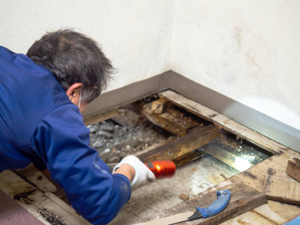Best Same-Day Mold Removal  in Mcsherrystown, PA