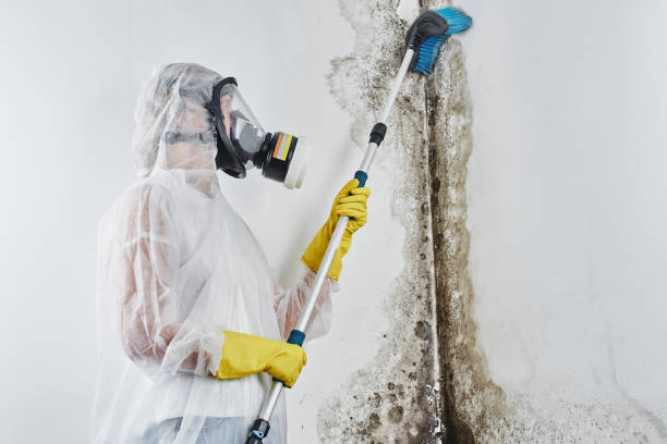 Best Office Mold Removal Services  in Mcsherrystown, PA