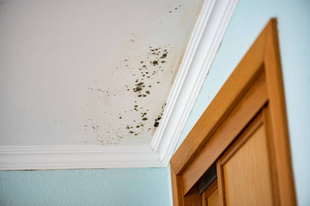 Best Mold Remediation  in Mcsherrystown, PA