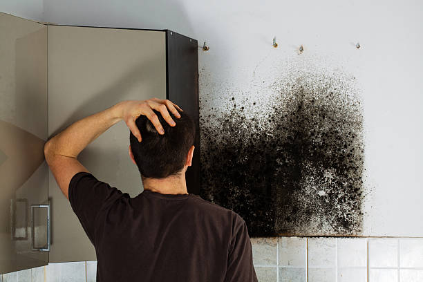 Best Emergency Mold Removal  in Mcsherrystown, PA