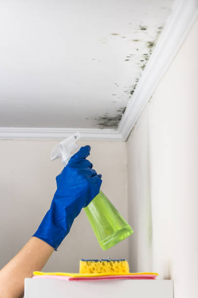 Best Affordable Mold Removal  in Mcsherrystown, PA
